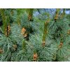 Borovice zakrslá 'Glauca'