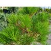 Pinus nigra Brepo (3)