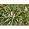 repens