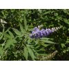 vitex