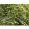 Metasequoia glyptostroboides 1020x1120 proportionalexact