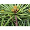 Sciadopitys verticillata Beauty Green 1200x630 proportionalsmallest