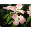 Dřín japonský 'Stellar Pink'