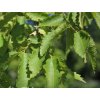 Zelkova habrolistá