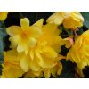 Begonie 'Pendula Yellow'