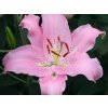 Lilie 'Josephine'