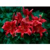 Lilie 'Red Flash'