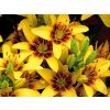 Lilie 'Golden Stone'