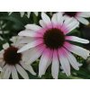 Třapatka 'Fountain Pink Eye' - Echinacea Fountain Pink Eye'