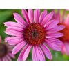 Třapatka 'JS Roho' - Echinacea 'JS Roho'