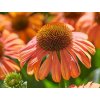 Třapatka 'Meditation Orange' - Echinacea 'Meditation Orange'