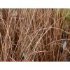 Ostřice Buchananova 'Red Rooster' - Carex buchananii 'Red Rooster'