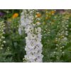 Ostrožka 'Magic Fountains White' - Delphinium 'Magic Fountains White'