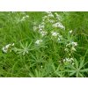 Svízel lesní - Galium sylvaticum