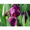 Kosatec nízký 'Cherry Garden' - Iris barbata nana 'Cherry Garden'