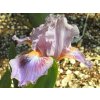 Kosatec nízký 'Circus Clown' - Iris barbata nana 'Circus Clown'