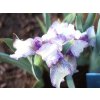 Kosatec nízký 'Peppermint Twist' - Iris barbata nana 'Peppermint Twist'