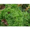 Kapraď rezavá 'Cristata' - Dryopteris affinis 'Cristata'
