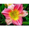 Denivka 'Final Touch' - Hemerocallis 'Final Touch'