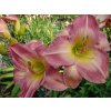 Denivka 'Honorata' - Hemerocallis 'Honorata'