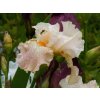 Iris Frappe