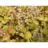 Dlužicha 'Champagne' - Heuchera 'Champagne'