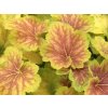 Dlužicha 'Delta Dawn' - Heuchera 'Delta Dawn'