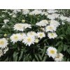 Kopretina 'Sweet Daisy Rebecca' - Leucanthemum 'Sweet Daisy Rebecca'