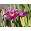 Iris sibirica 'Miss Apple'