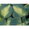 Bohyška 'Dream Weaver' - Hosta 'Dream Weaver'