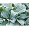 Bohyška 'Fragrant Blue' - Hosta 'Fragrant Blue'