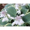 Bohyška 'Frosted Dimples' - Hosta 'Frosted Dimples'