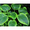 Bohyška 'His Honor' - Hosta 'His Honor'