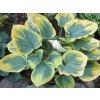Bohyška 'Ivory Coast' - Hosta 'Ivory Coast'