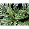 Bohyška 'Sandhill Crane' - Hosta 'Sandhill Crane'