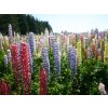 Lupina mnoholistá 'Mix barev' - Lupinus polyphyllus 'Mix barev'