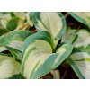 Bohyška Sieboldova 'Hans' - Hosta Sieboldova 'Hans'