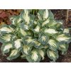 Bohyška Sieboldova 'Hans' - Hosta Sieboldova 'Hans'