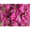 Kyprej vrbice 'Pink Blush' - Lythrum salicaria 'Pink Blush'