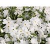 Plaménka šídlovitá 'Fabulous White'  - Phlox subulata 'Fabulous White'