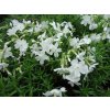 Plaménka šídlovitá 'Fabulous White'  - Phlox subulata 'Fabulous White'