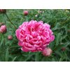 Pivoňka čínská 'Mme Emile Debatene' - Paeonia lactiflora 'Mme Emile Debatene'