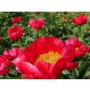 Pivoňka čínská 'Montezuma' - Paeonia lactiflora 'Montezuma'
