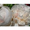 Pivoňka čínská 'Nick Shaylor' - Paeonia lactiflora 'Nick Shaylor'