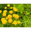 Vratič obecný - Tanacetum vulgare