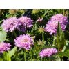 Scabiosa Pink Diamond (1)