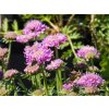 Scabiosa Pink Diamond (2)