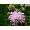 Hlaváč japonský  'Pink Diamonds' - Scabiosa japonica ' Pink Diamonds'