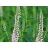 Rozrazil dlouholistý 'First Choice' - Veronica longifolia 'First Choice'