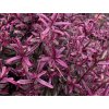Hebe 'Magicolors'